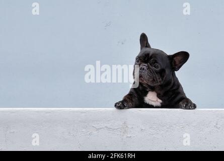 Schöner und alter schwarzer französischer bulldogge, der müde nach dem Ausruhen ausruhte Geben Sie einen weichen grauen Hintergrund wieder Stockfoto