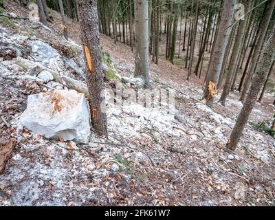 Eingestürzte Felsbrocken fallen von Sandsteinfelsen und Erdrutsch blockiert Waldweg. Gefahrenstelle Cesky raj Park, nördlich von Tschechien. Stockfoto