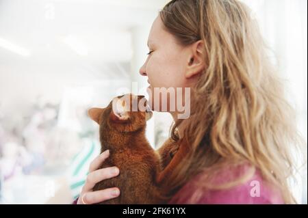 7. April 2013, Kolomna, Russland. Nahaufnahme eines schönen rothaarigen jungen Abessinier in den Armen seines Besitzers. Die Katze umarmt sanft die eigene Stockfoto