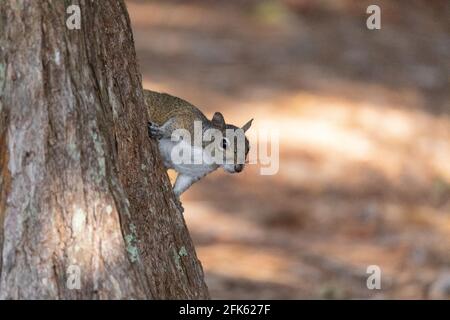 Von einem Baum aus beobachtet ein jugendliches graues Eichhörnchen Sciurus carolinensis in Naples, Florida, nach Nahrung Stockfoto