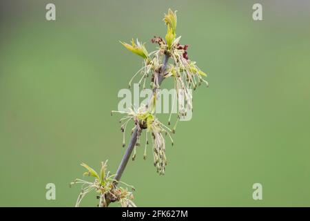 Ahornsamen und Blumen im Frühling Stockfoto