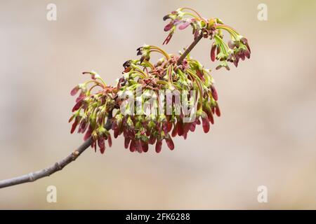 Ahornsamen und Blumen im Frühling Stockfoto