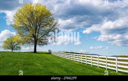 Eichen mit auftauchenden Blättern und Blumen, zusammen mit Zaun, auf Weideland im Zentrum von Virginia im frühen Frühjahr. Stockfoto