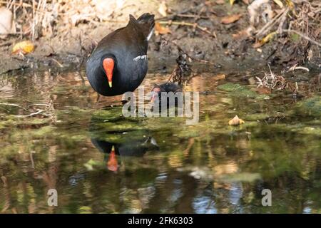 Das junge Gallinula-Küken Gallinula galeata bittet seine Mutter in einem Marsch in Neapel, Florida, um Nahrung. Stockfoto