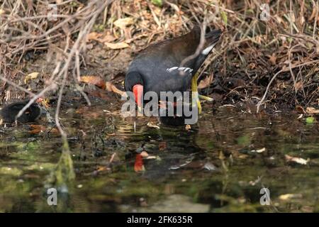 Das junge Gallinula-Küken Gallinula galeata bittet seine Mutter in einem Marsch in Neapel, Florida, um Nahrung. Stockfoto