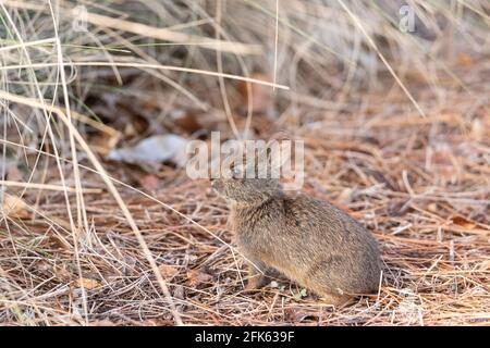 Niedliches Baby-Sumpfkaninchen Sylvilagus palustris knabbert im Frühling auf einem Feld in Naples, Florida. Stockfoto