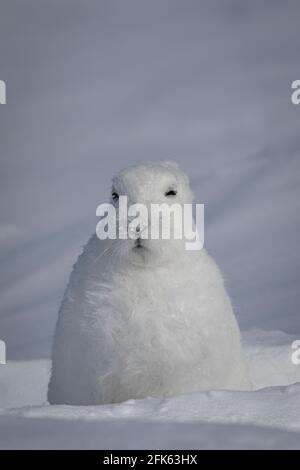 Arctic Hare, Lepus arcticus, in der schneebedeckten Tundra gefunden, starrte in die Ferne, mit nach unten gezeigten Ohren, nahe Arviat, Nunavut Stockfoto