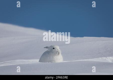 Arctic Hare, Lepus arcticus, fand sich versteckt in einer kleinen Spalte im Schnee, in der Nähe von Arviat, Nunavut Stockfoto