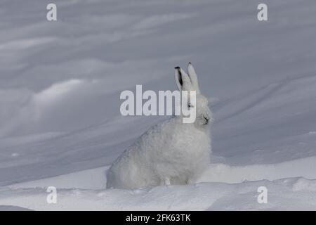 Seitenprofil des arktischen Hasen Arctic Hare, Lepus arcticus, gefunden in der schneebedeckten Tundra, in der Nähe von Arviat, Nunavut Stockfoto