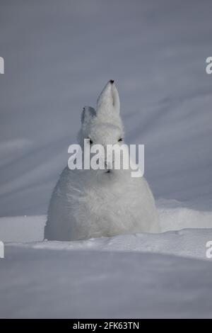 Arctic Hare, Lepus arcticus, in der schneebedeckten Tundra gefunden, starrte mit einem Ohr nach oben und einem Ohr nach unten, in der Nähe von Arviat, Nunavut Stockfoto