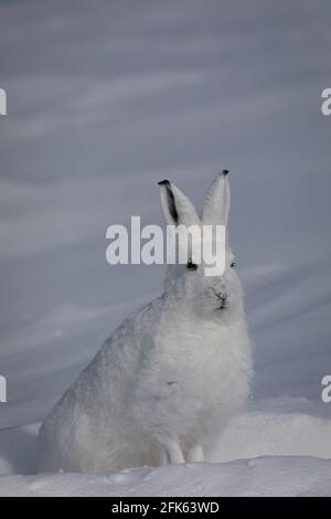 Arctic Hare, Lepus arcticus, in der schneebedeckten Tundra gefunden, starrte in die Ferne, mit aufgespiegelten Ohren, nahe Arviat, Nunavut Stockfoto