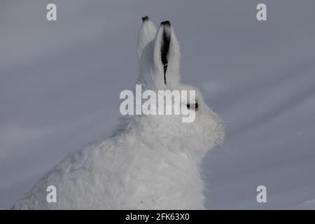 Seitenprofil eines arktischen Hasen, Lepus arcticus, gefunden in der schneebedeckten Tundra, in der Nähe von Arviat, Nunavut Stockfoto