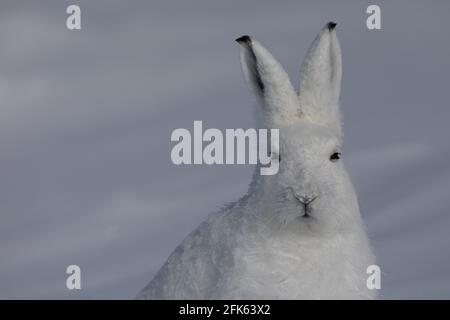 Nahaufnahme eines arktischen Hasen, Lepus arcticus, der in der schneebedeckten Tundra gefunden wurde und in die Ferne starrte, mit aufgespiegelten Ohren, nahe Arviat, Nunavut Stockfoto