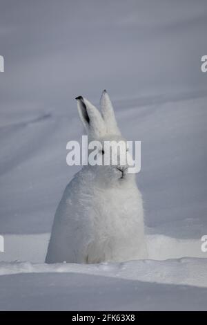 Arctic Hare, Lepus arcticus, in der schneebedeckten Tundra gefunden, starrte in die Ferne, mit aufgespiegelten Ohren, nahe Arviat, Nunavut Stockfoto