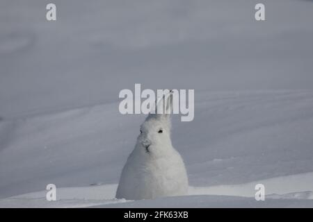 Arctic Hare, Lepus arcticus, in der schneebedeckten Tundra gefunden, starrte in die Ferne, mit aufgespiegelten Ohren, nahe Arviat, Nunavut Stockfoto