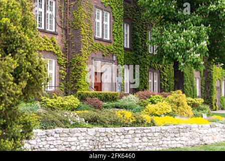 Ein altes Haus, umgeben von viel Grün. Eines der Häuser im Zentrum Krakaus war mit Pflanzen und Kompositionen auf der Straße verschlungen. Stockfoto