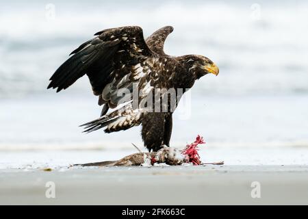 Ein junger Weißkopfseeadler, der mit aus dem Strand fliehtend Eine Möwe Stockfoto