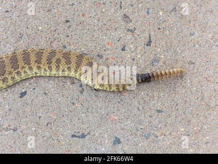 Nahaufnahme des Rattlesnake-Schwanzes (Crotalus viridis) mit Rassel, Schuppen und Färbung, Castle Rock Colorado USA. Foto aufgenommen im August. Stockfoto