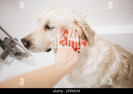 golden Retriever Baden im Badezimmer Stockfoto