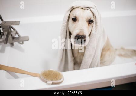 golden Retriever Baden im Badezimmer Stockfoto