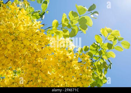 Ein gelber Laburnum Baum blüht Stockfoto