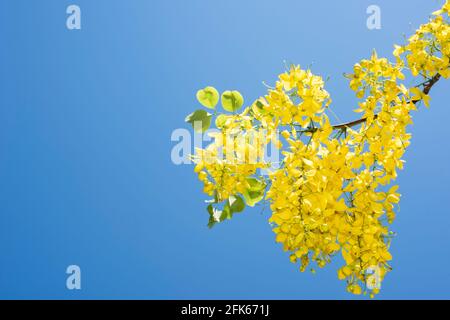 Eine blühende Cassia-Fistel Stockfoto