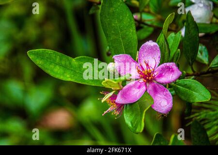 Myrtenblüte blüht im Sommer aus der Nähe Stockfoto