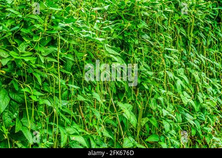 Langbohnige Pflanze wächst in der Farm Stockfoto