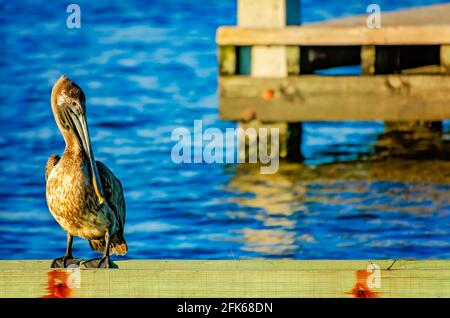 Ein junger brauner Pelikan steht auf einem Kai im Point Park, 25. April 2021, in Pascagoula, Mississippi. Stockfoto