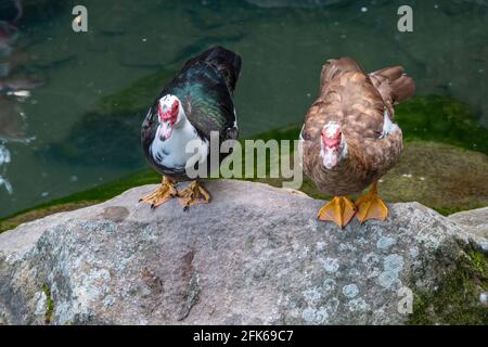 Zwei Moskauer Enten, braun, schwarz und weiß mit roten Köpfen, stehen am Ufer des Teiches. Die Moskauer Ente, lat. Cairina moschata ist ein großes Stockfoto