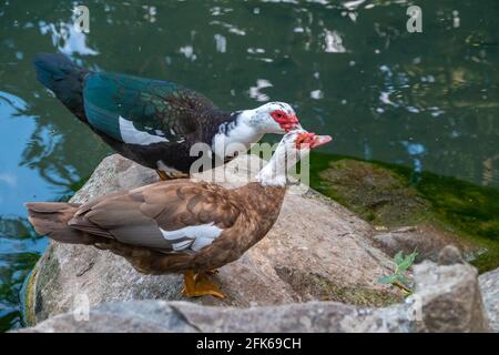 Zwei Moskauer Enten, braun, schwarz und weiß mit roten Köpfen, stehen am Ufer des Teiches. Die Moskauer Ente, lat. Cairina moschata ist ein großes Stockfoto