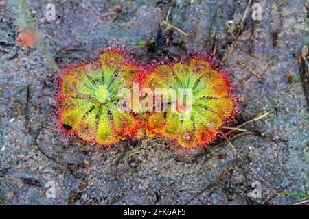 Nahaufnahme Drosera burmannii Vahl (fleischfressende Pflanze) mit Wassertropfen am Morgen. Stockfoto
