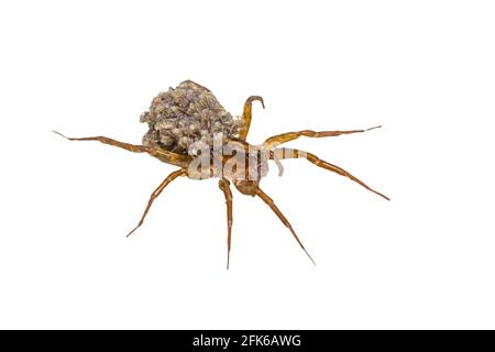 Weibliche Wolf-Spinne, Trochose mit Baby-Spinnen auf dem Rücken, Makrofoto auf weißem Hintergrund, selektiver Fokus.gespeichert mit Clipping-Pfad. Stockfoto