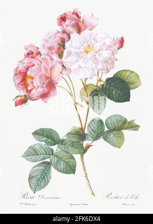 Rosa × damascena, Rosebush (Rosa damascena) aus Les Roses (1817&ndash;1824) von Pierre-Joseph Redouté. Original aus der Library of Congress. Digitall Stockfoto