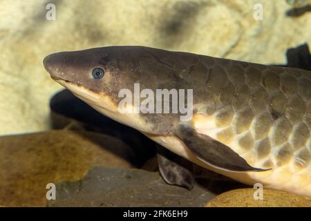 Australischer oder Queensland Lungfish im Aquarium Stockfoto