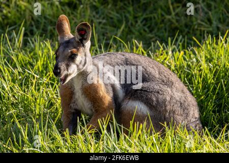 Gelbfüßiger Rock Wallaby in Gefangenschaft Stockfoto