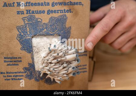 Nürnberg, Deutschland. April 2021. Taubenblaue Austernpilze wachsen aus einem Pilzbausatz von Ralph Haydl - einem Pilzsubstrat aus Kaffeesatz mit Pilzspawn. Der 41-Jährige aus Nürnberg verkauft seit mehreren Jahren Pilz-Anbausätze, mit denen man zu Hause verschiedene Austernpilze, gelbe Zitronenpilze oder rosa Rosenpilze anbauen kann. (Zu dpa 'köstliche Pilze auf altem Kaffee - Nische oder Trend?') Quelle: Daniel Karmann/dpa/Alamy Live News Stockfoto