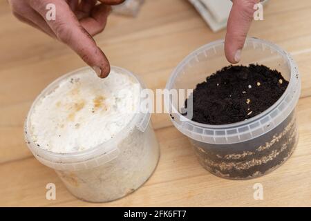 Nürnberg, Deutschland. April 2021. Ralph Haydl zeigt auf den Topf eines Pilzanbauesets mit Pilzlaich für Austernpilze und Kaffeesatz (r) und das daraus resultierende Ergebnis nach einiger Zeit daneben. Der 41-Jährige aus Nürnberg verkauft seit mehreren Jahren Pilz-Anbausätze, mit denen sich verschiedene Austernpilze, gelbe Zitronenpilze oder rosa Rosenpilze zuhause anbauen lassen. (Zu dpa 'köstliche Pilze auf altem Kaffee - Nische oder Trend?') Quelle: Daniel Karmann/dpa/Alamy Live News Stockfoto