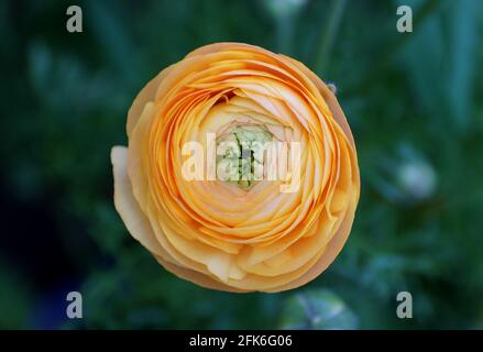 Nahaufnahme einer hellorangen Butterblume Stockfoto