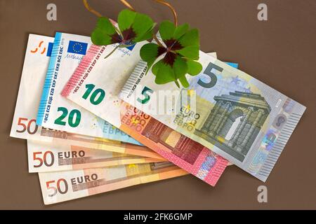 Glücksklee auf Euro-Banknotengeld. Vierblättriger Sauerampfer mit 4 behaarten Blättchen, auch Eisenkreuz (Oxalis deppei) genannt Stockfoto