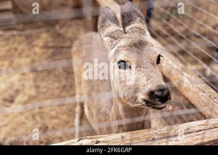 Porträt eines weiblichen Rehe. Sie schaut durch den Zaun. Nahaufnahme. Das Wildtier wird behandelt und angepasst. Stockfoto