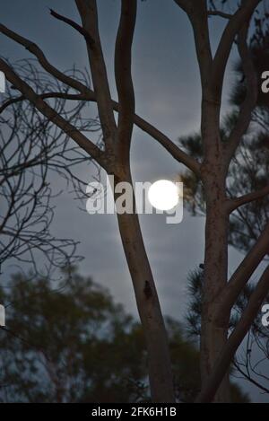 Mond durch die Gummibäume Stockfoto