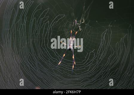 Goldene Reichspinne im Netz Stockfoto