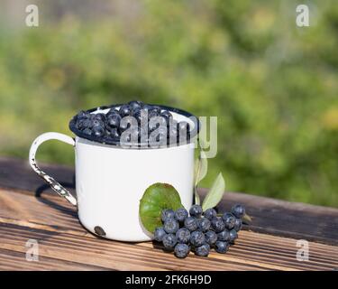 In der Nähe liegt ein schönes Büschel von schwarz-fruchtschwarzer Bergasche mit Blättern Weißer Becher aus vintage Eisen mit schwarzen Aronia melanocarpa-Beeren Tabelle auf verschwommener natura Stockfoto