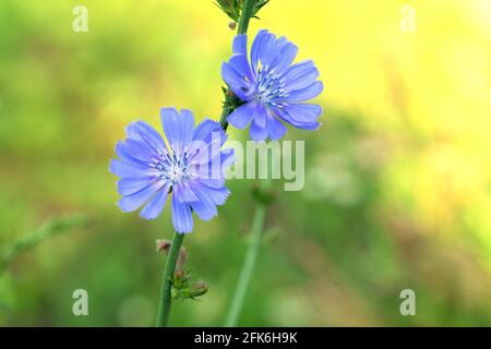 Nahaufnahme der wunderschönen blauen Zichorienblume auf dem Stiel auf unscharfem, natürlichem gelb-grünen Hintergrund. Wilde Blume oder botanische Postkarte. Zutat für Kaffee Stockfoto