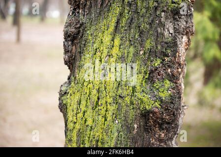 Grünes Moos bedeckte den Baum sehr schön Stockfoto