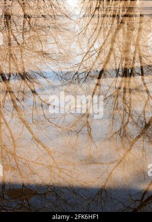 Spiegelung von Bäumen in einer Pfütze im Frühling Stockfoto