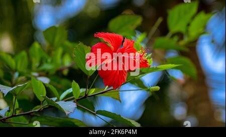 Eine schöne leuchtend rote Hibiskusblüte auf einer Pflanze. Grüne Blätter und blauer Himmel verschwimmen im Hintergrund. Stockfoto