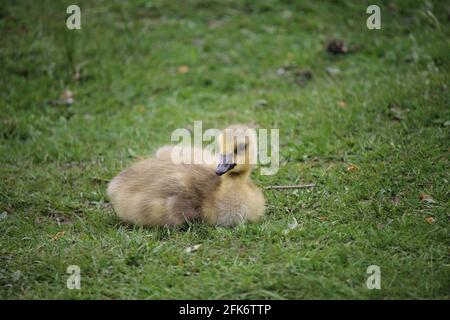 Ein flauschiger Gänseküken, der auf dem Gras sitzt, Queen Elizabeth Park, Vancouver, BC, Kanada Stockfoto