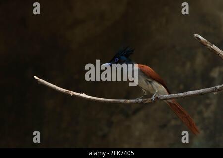 indischer Paradiesschnäpper (Terpsiphone paradisi) männlich, rufous morph, der auf einem getrockneten Ast bunter Stockfoto